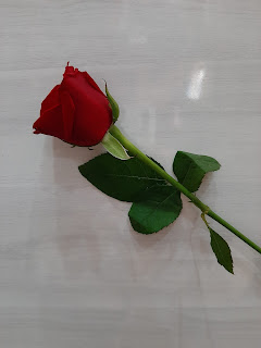 rose image