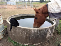 Gato adoptado que creció en un refugio hace su primer amigo: un caballo