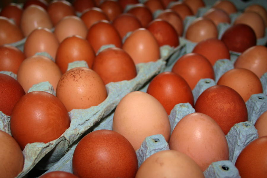 OffGrid Home Sweet Home The Real Incredible Edible Egg...