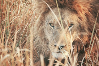 Lion Images Lion Images