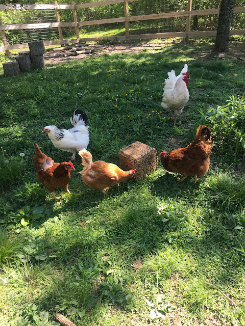 Ruple Farms - chickens - flock block