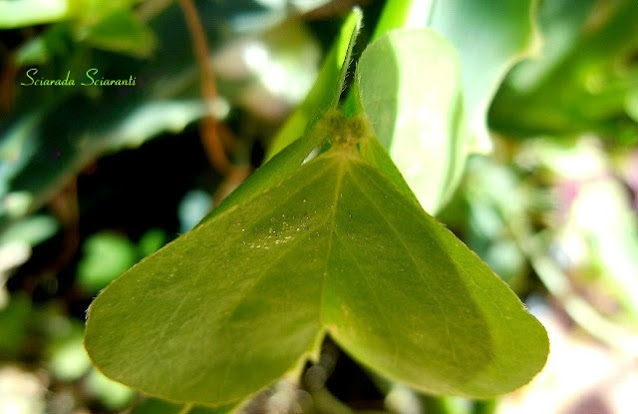 Oxalis Acetosella Rubra