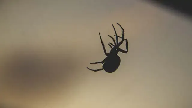 Los investigadores dicen: si tienes arañas en tu casa, no deberías matarlas