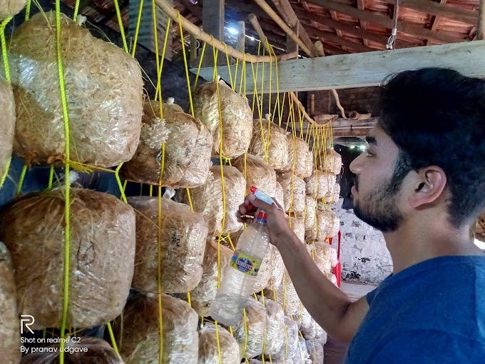 Oyster Mushroom Training in Maharashtra | Mushroom Cultivation Training in Maharashtra |  Oyster Mushroom Training in December 2021