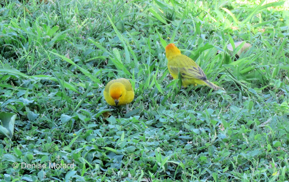 SAFFRON FINCH