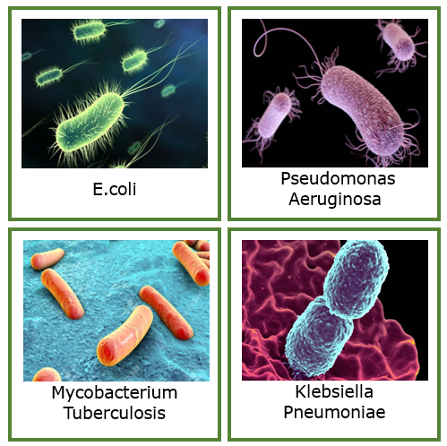 Contoh mikroorganisma