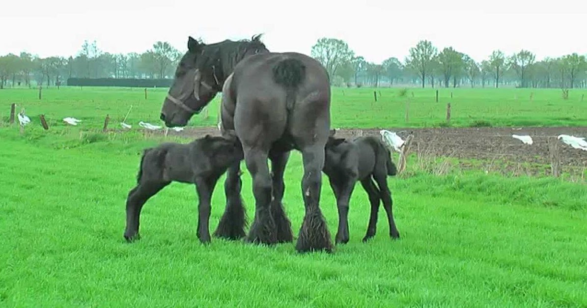 Beautiful Belgian Draft Horse Gives Birth To Rare Twin Foals