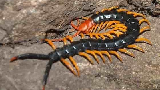 Cara Mengusir Dan Mencegah Kelabang Agar Tak Masuk Rumah Cara Mengusir Dan Mencegah Kelabang Agar Tak Masuk Rumah