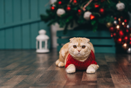 Les troubles comportementaux de Noël : le chat