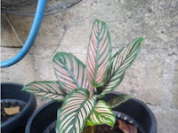 Calathea Ornata