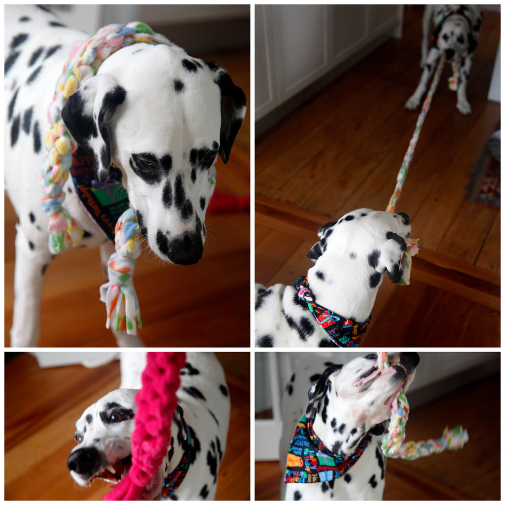 Dalmatian DIY DIY Dog Tug Toys (and Birthday Party Wrap Up)
