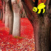 autumn-fall-forest-escape.jpg