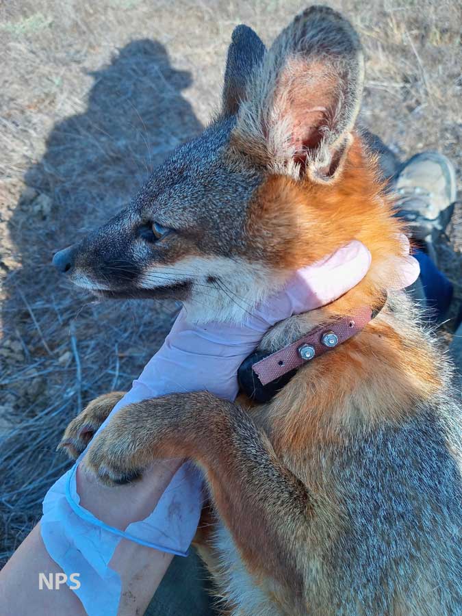 Friends of the Island Fox Radio Collars Going On Island Foxes!