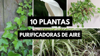 10 plantas purificadoras