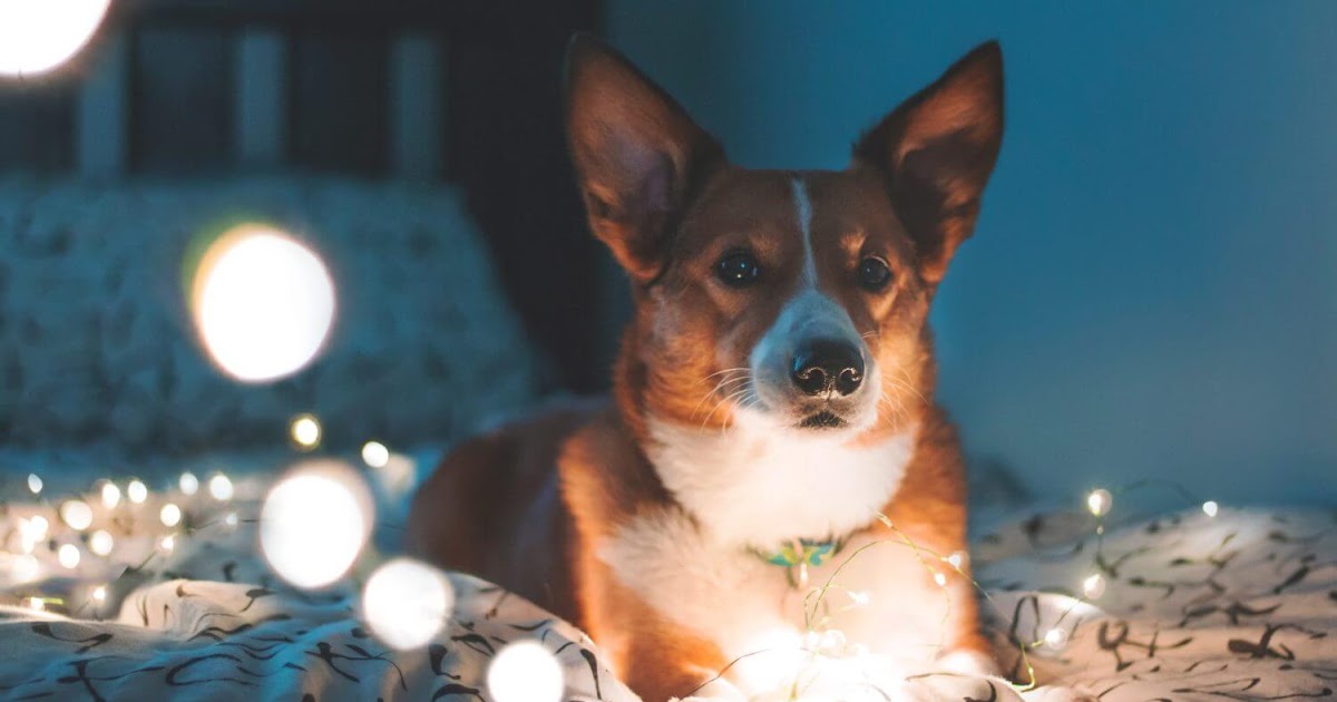 Why and How To Stop Your Dog Barking In Crate At Night?