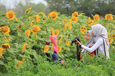 Pesona Hamparan Bunga Matahari di Bantul www.guntara.com Pesona Hamparan Bunga Matahari di Bantul www.guntara.com