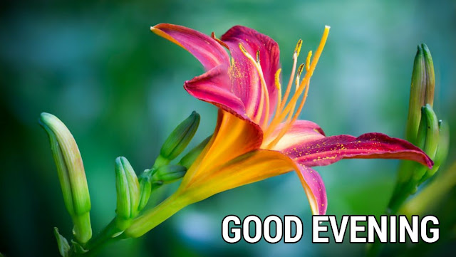 good evening flowers good evening flowers