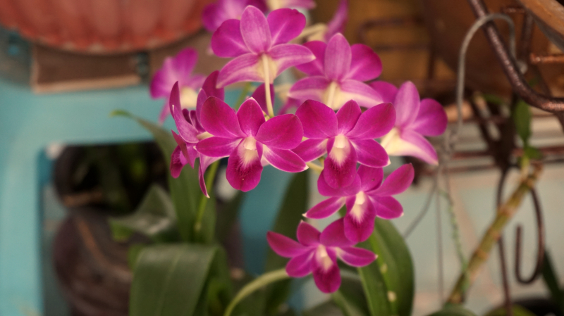 Purple orchid blooms