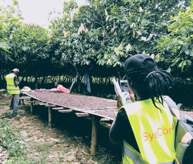 Ghana Cocoa Authorities Deploys Digital Cocoa Management System