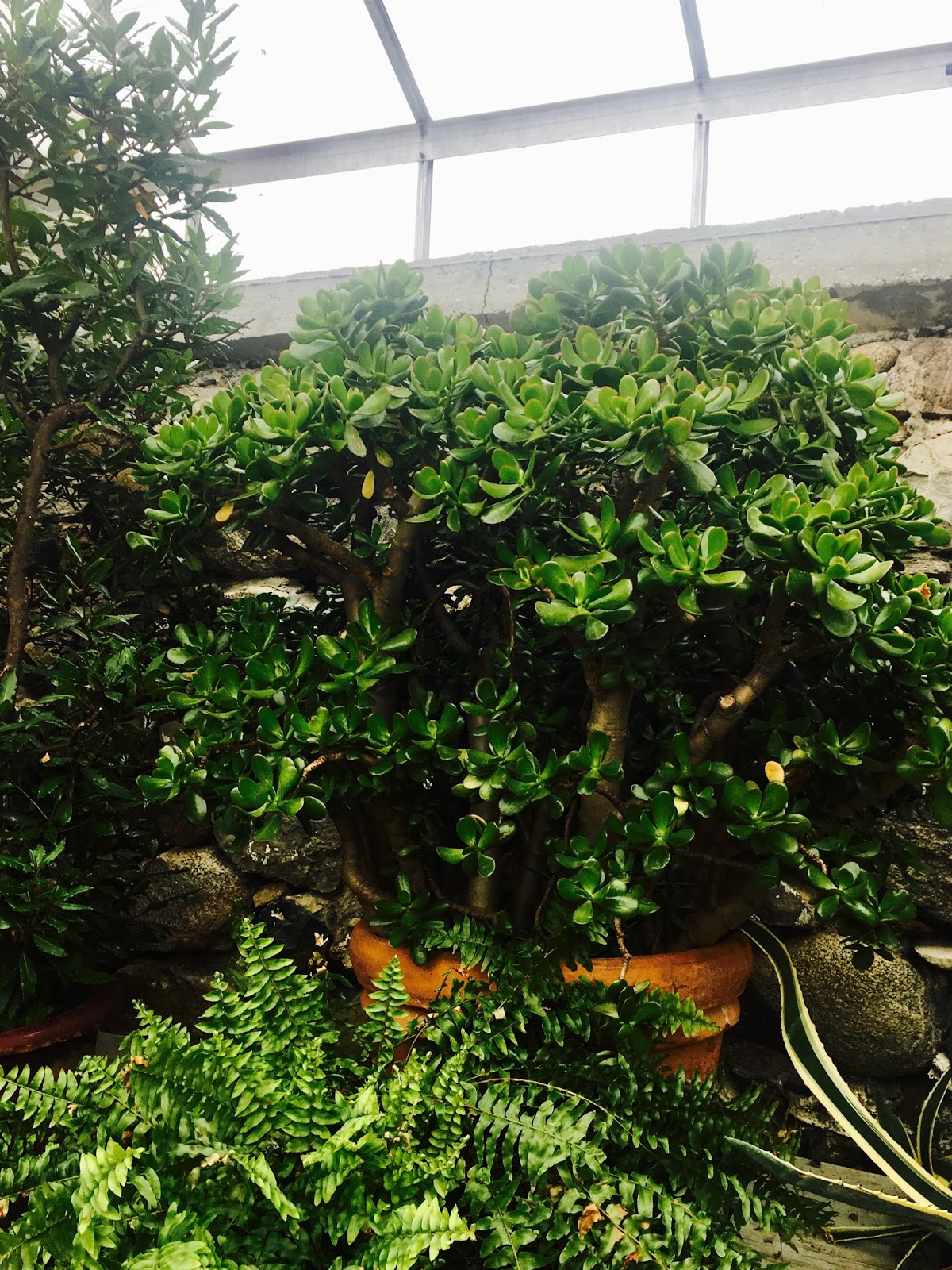 Mop Philosophy Winter Gardens at Langdon Hall