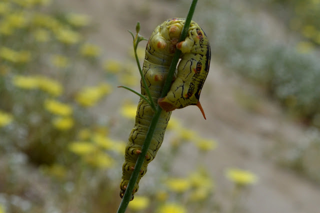 caterpillar on the move