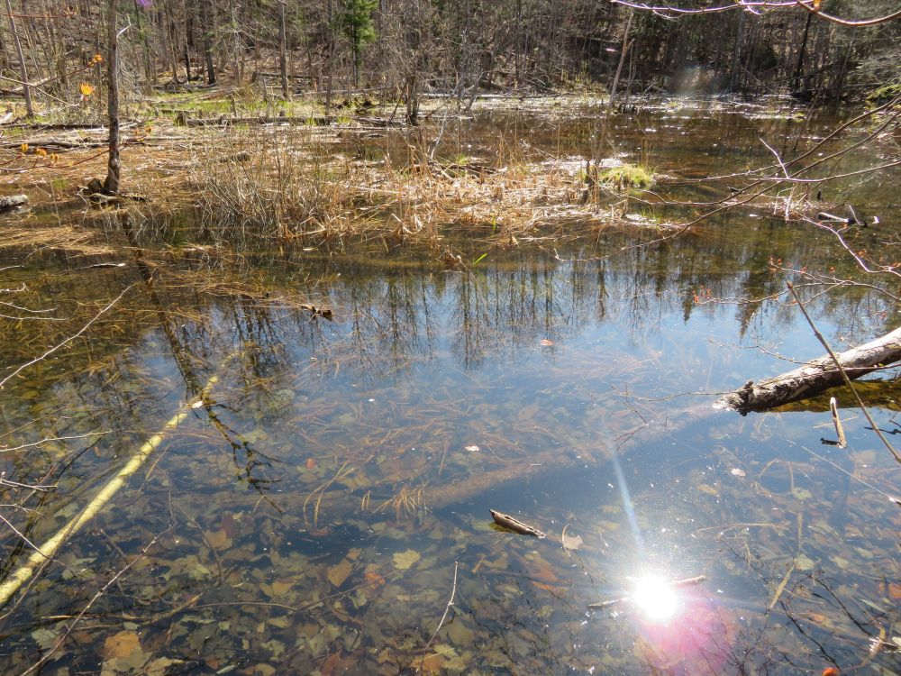 Outdoor Diversion Hall's Ledge Trail and Hutmen's Trail Loop Hike