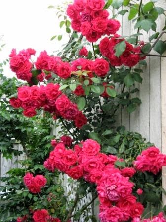  Nama  Latin  Bunga Mawar  Merah Rangkuman Cara Bertanam Lengkap