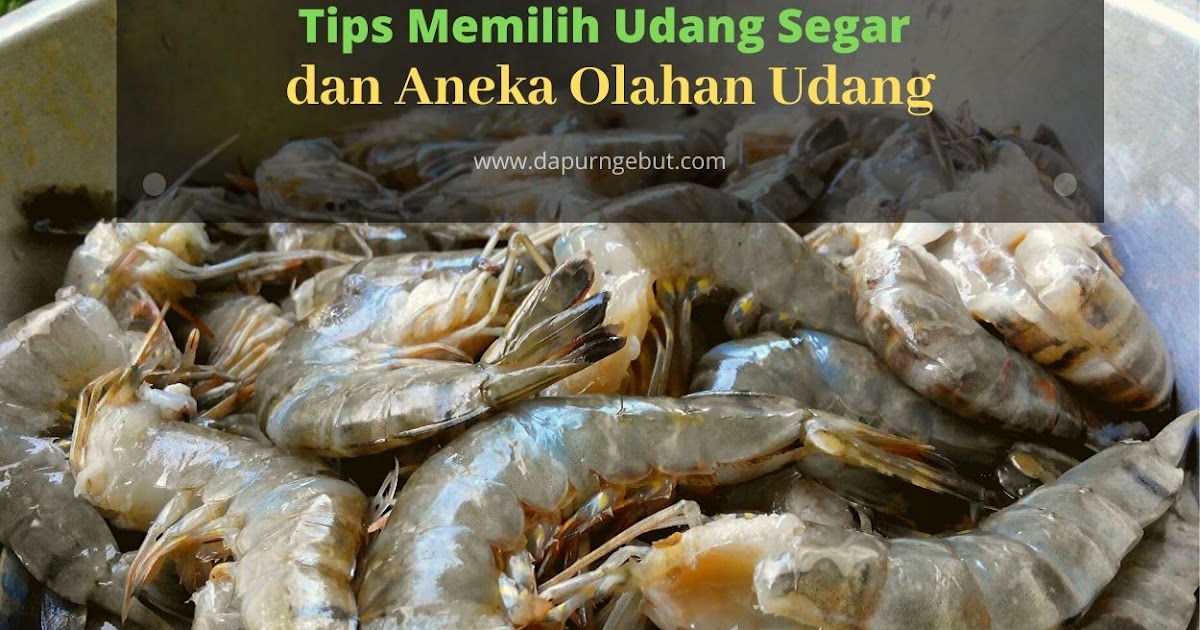 Tips Memilih Udang Segar Dan Aneka Olahan Udang Dapur Ngebut Tips Memilih Udang Segar Dan Aneka Olahan Udang Dapur Ngebut