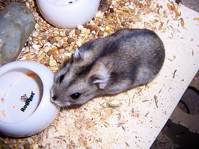 Cute Hamster: Winter White