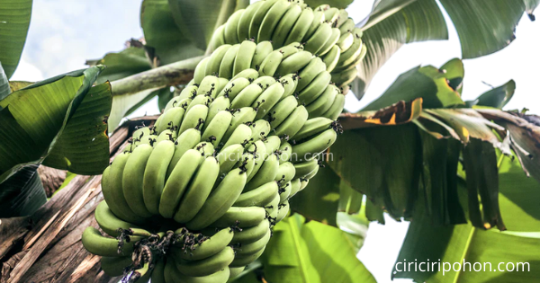 Pohon Pisang