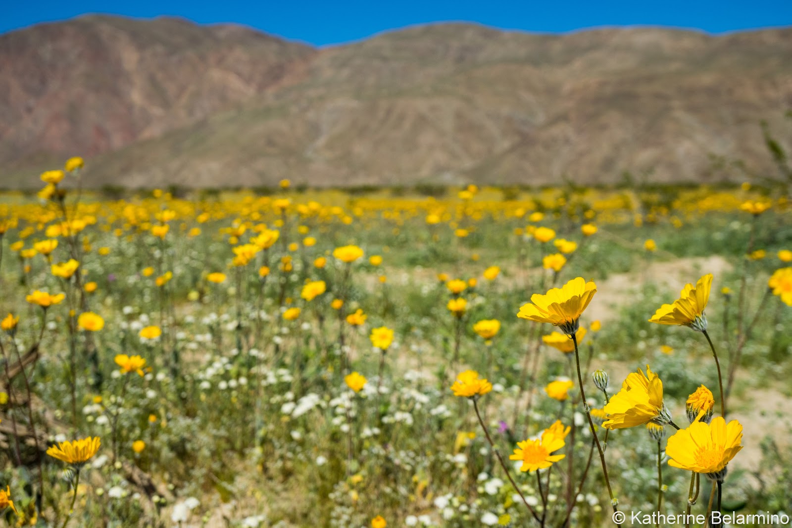 Creosote Bush The Native Plant That Can Get Rid Of Intestinal