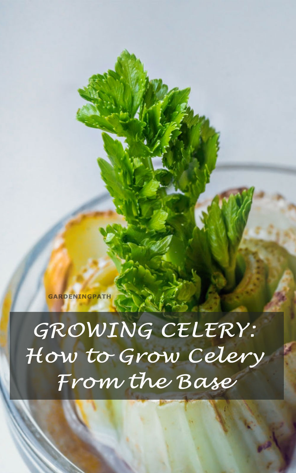 GROWING CELERY How to Grow Celery From the Base
