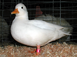 PIC00029