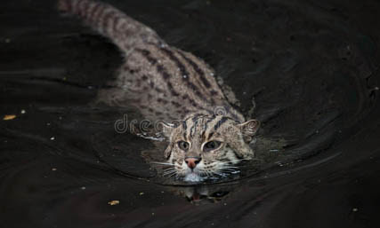 Kucing Bakau Makhluk Loreng Yang Gemar Menyelam Re Tawon