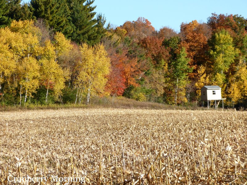 Cranberry Morning: Fall Colors in Wisconsin