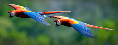 Macaws in Flight Pets Singapore
