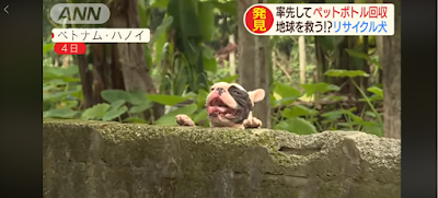 【犬がリサイクル活動！ペットボトルの回収】Chú chó Pull ở Việt Nam được đài truyền hình Nhật Bản đưa tin với sự ngưỡng mộ và quan tâm từ người Nhật