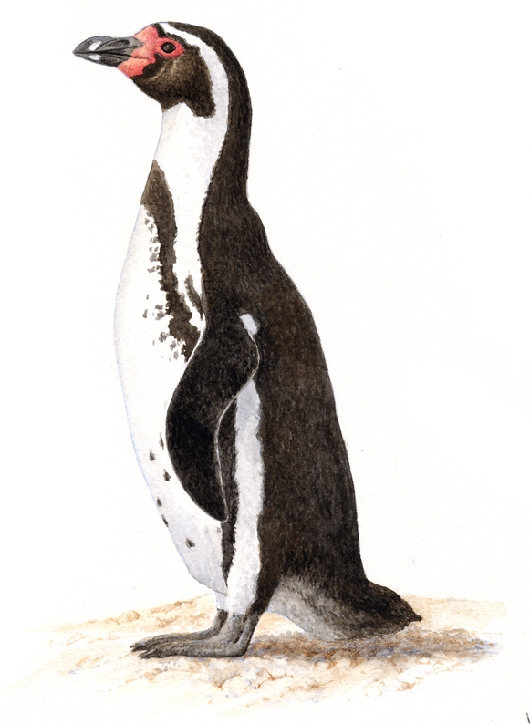 Dibujos y monos: Pingüino de Humboldt