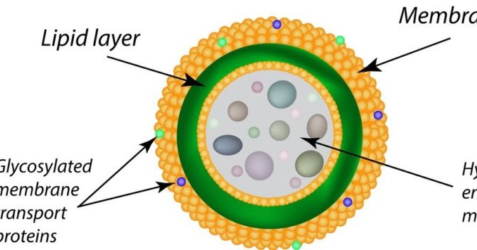 Lysosome Structure Functions Types Characteristics