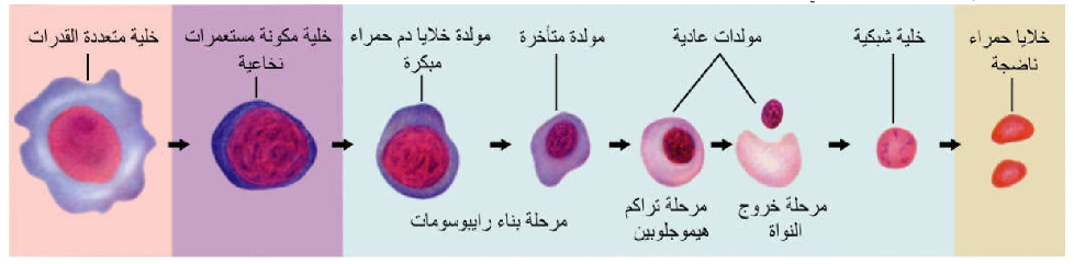 الشكل 15-3: مراحل تكون خلايا الدم الحمراء في نخاع العظام