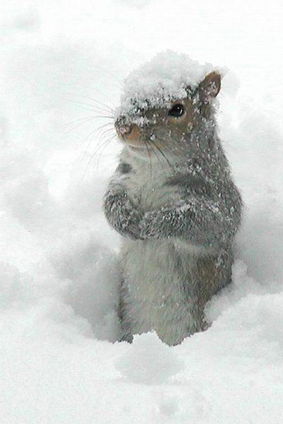 Beautiful winter scene with adorable squirrel in snow