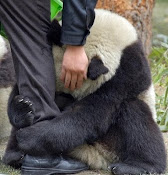 Panda Asustado Por el Terremoto en el Japón!