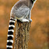 A ring-tailed lemur