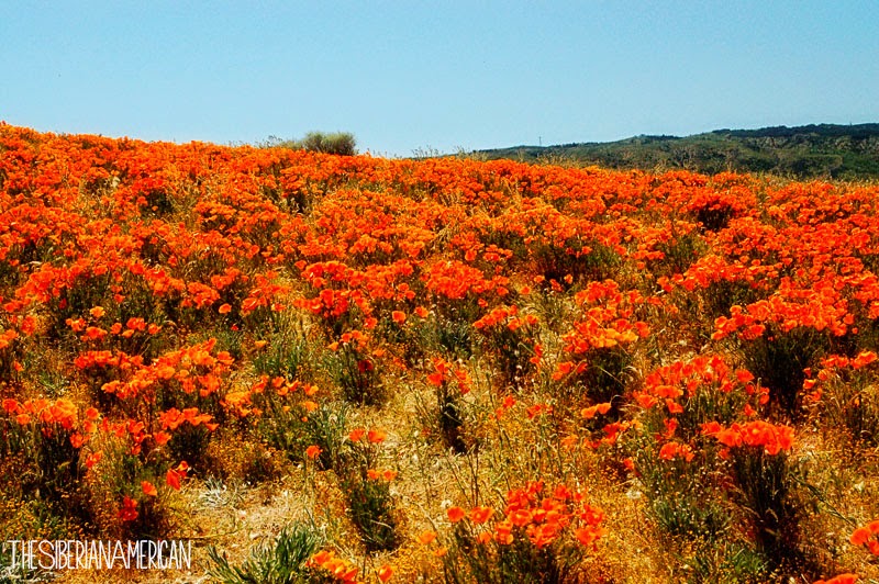 Antelope Valley Poppy Reserve