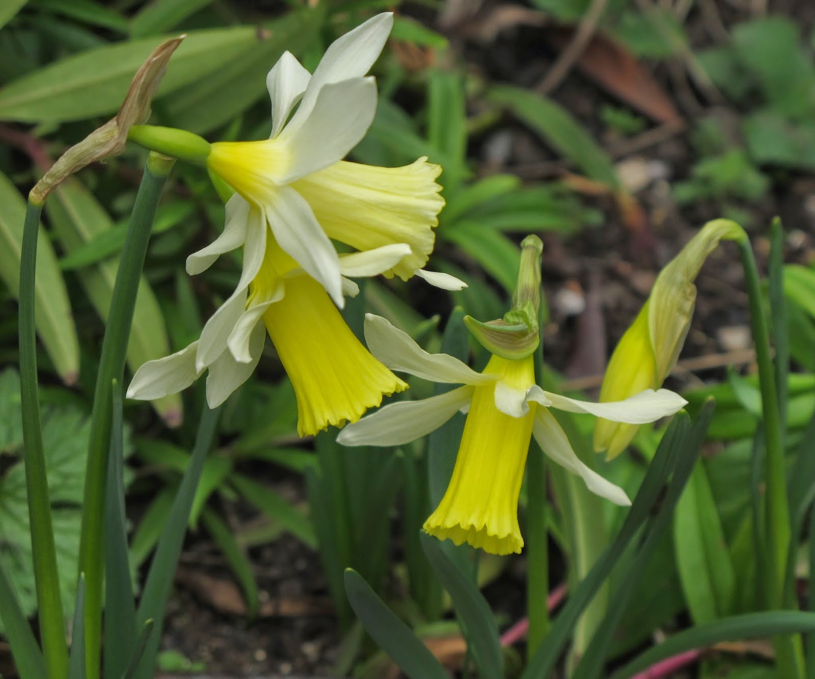 Narcissus 39;Elka39;  Spring 2014