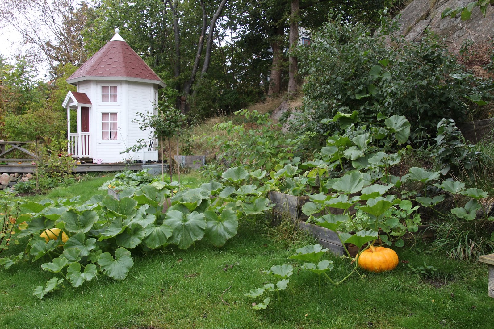 odla jättepumpa mammutpumpa curcurbita maxima