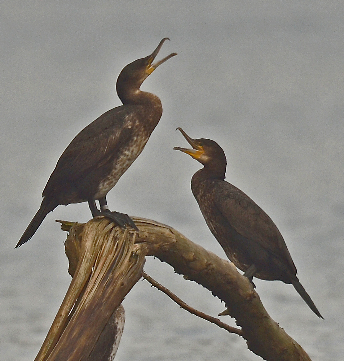 Alan James Photography Cattle Egret and Cormorants spooked at roost