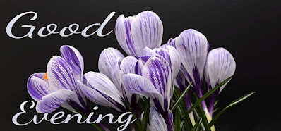 Good evening photos with flowers Good evening photos with flowers