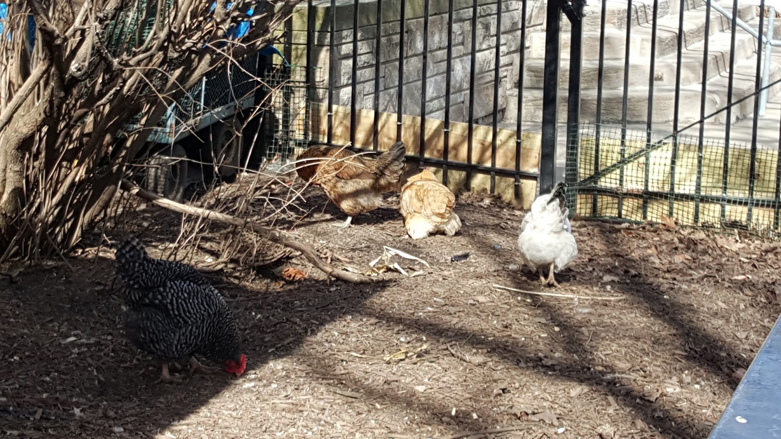 The Chicago Real Estate Local Chickens, bees and house sales Mayer