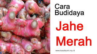 Cara Budidaya Jahe Merah